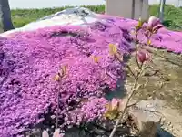 雨竜 専福寺の庭園