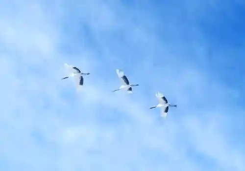 鶴居神社の動物