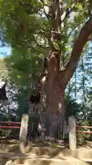 神崎神社(千葉県)