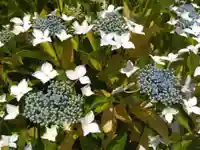 新知恩院(滋賀県)