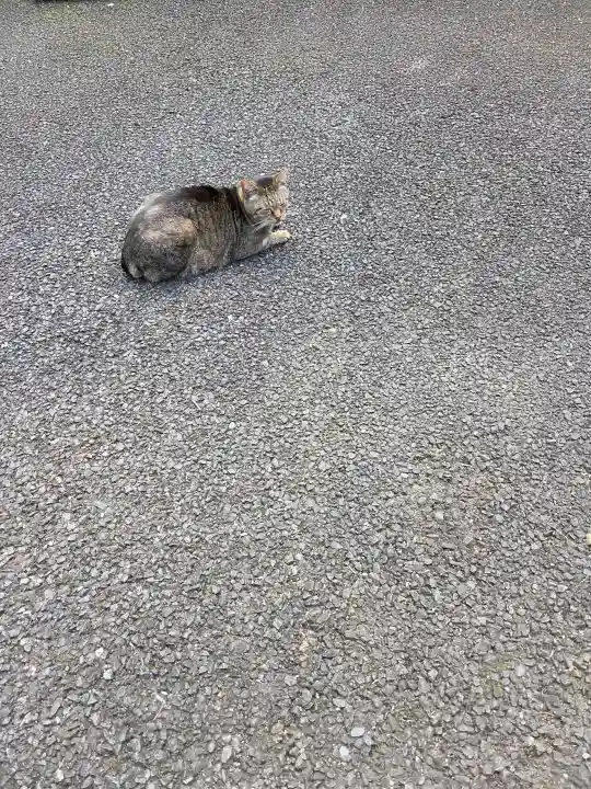 白金氷川神社の{uncategorized: "未分類", other: "その他", undefined: "問題あり", building: "その他建物", grave: "お墓", sacred_gate: "鳥居", guardian: "狛犬", statue: "像", buddha: "仏像", history: "歴史", nature: "自然", garden: "庭園", animal: "動物", pagoda: "塔", temizu: "手水舎", mountain_gate: "山門・神門", sanctuary: "本殿・本堂", subordinate: "末社・摂社", art: "芸術", scenery: "景色", jizo: "地蔵", ema: "絵馬", goshuin: "御朱印", omikuji: "おみくじ", items: "授与品その他", amulet: "お守り", goshuincho: "御朱印帳", eats: "食事", festival: "お祭り", votive_dance: "神楽", shichigosan: "七五三参", wedding: "結婚式", experience: "体験その他", initially: "初詣", around: "周辺", anti_infection: "感染症対策"}