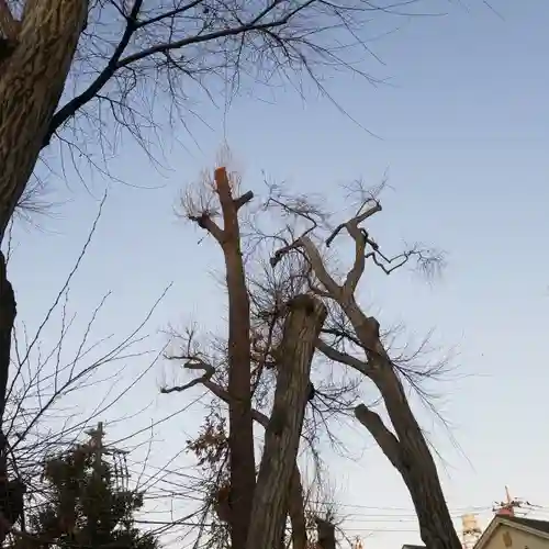打越天神北野神社の自然