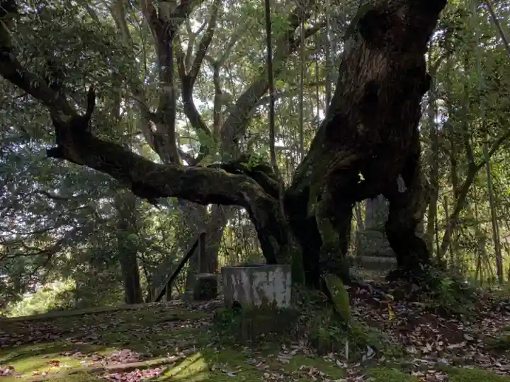 諏訪神社の自然