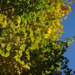 今市報徳二宮神社の自然