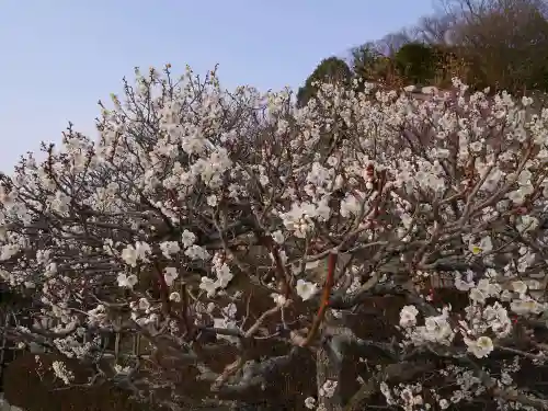 中山寺の自然