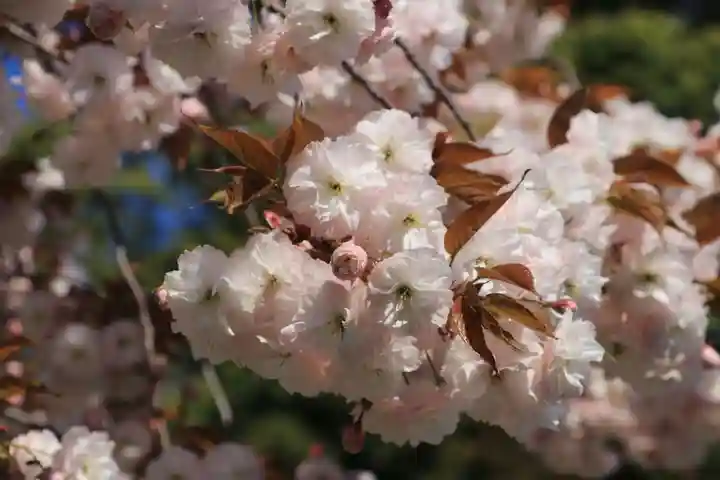 熊野福藏神社の自然
