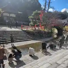 賀茂御祖神社（下鴨神社）の体験その他