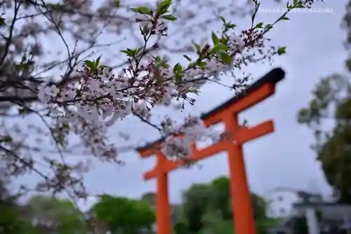 富士山本宮浅間大社の自然