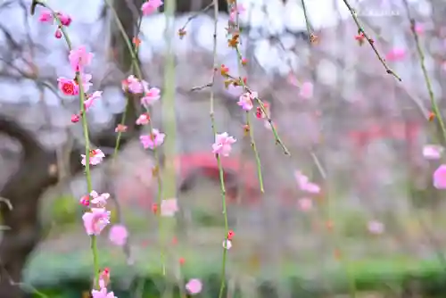 亀戸天神社(東京都)