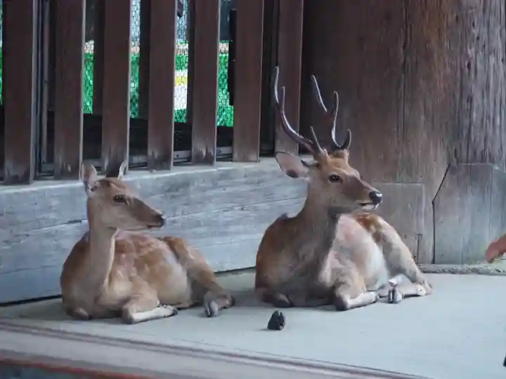 東大寺 二月堂の動物