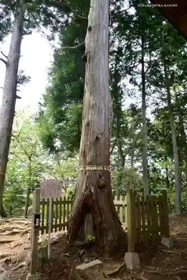 産安社（武蔵御嶽神社摂社）の自然
