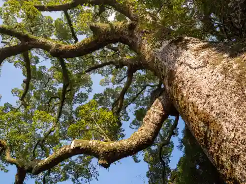 稲佐神社の{uncategorized: "未分類", other: "その他", undefined: "問題あり", building: "その他建物", grave: "お墓", sacred_gate: "鳥居", guardian: "狛犬", statue: "像", buddha: "仏像", history: "歴史", nature: "自然", garden: "庭園", animal: "動物", pagoda: "塔", temizu: "手水舎", mountain_gate: "山門・神門", sanctuary: "本殿・本堂", subordinate: "末社・摂社", art: "芸術", scenery: "景色", jizo: "地蔵", ema: "絵馬", goshuin: "御朱印", omikuji: "おみくじ", items: "授与品その他", amulet: "お守り", goshuincho: "御朱印帳", eats: "食事", festival: "お祭り", votive_dance: "神楽", shichigosan: "七五三参", wedding: "結婚式", experience: "体験その他", initially: "初詣", around: "周辺", anti_infection: "感染症対策"}