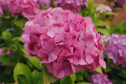 二本松寺(茨城県)