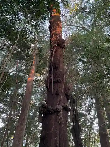 積田神社の自然