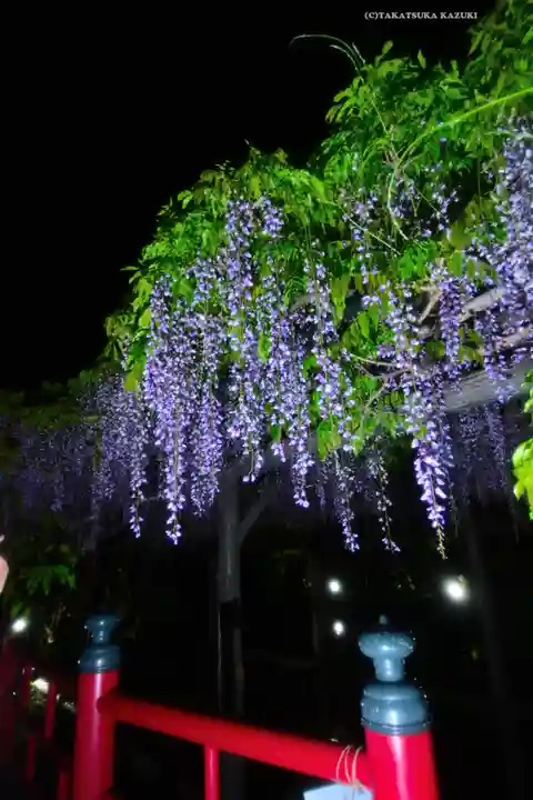 亀戸天神社(東京都)