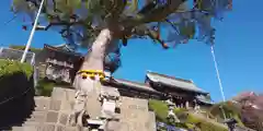 鎮西大社諏訪神社の自然