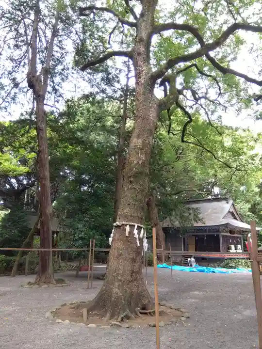 大宮八幡宮の自然