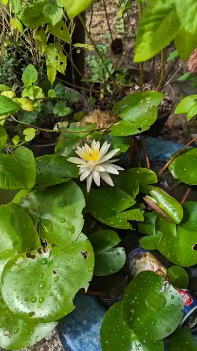 勝林寺(京都府)