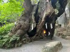 來宮神社(静岡県)