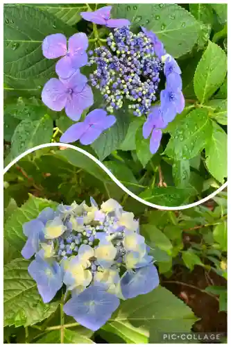 本土寺(千葉県)