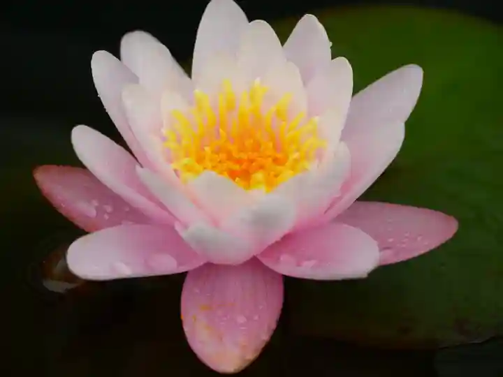 極楽山 浄土寺の自然