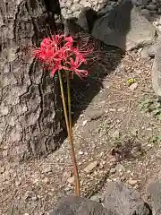 磐井神社の自然