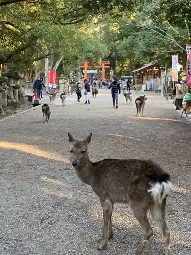 春日大社の動物