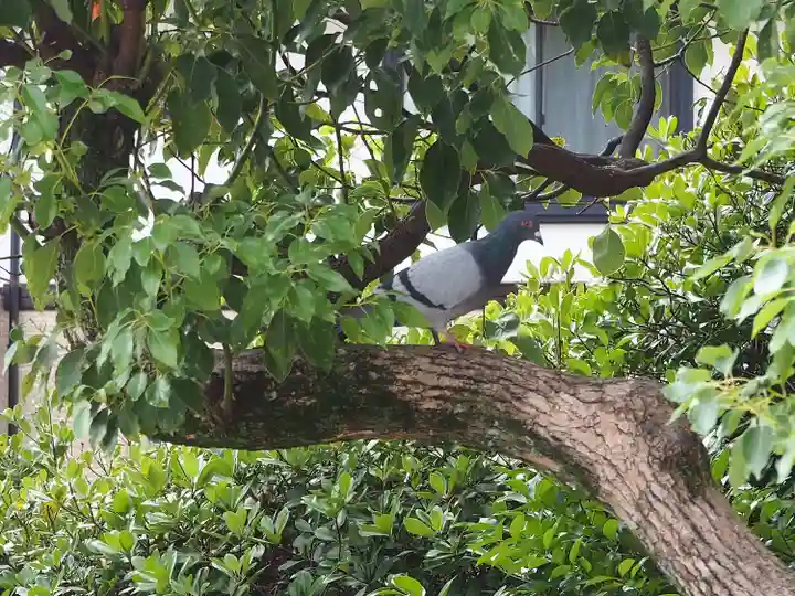 長田神社の動物