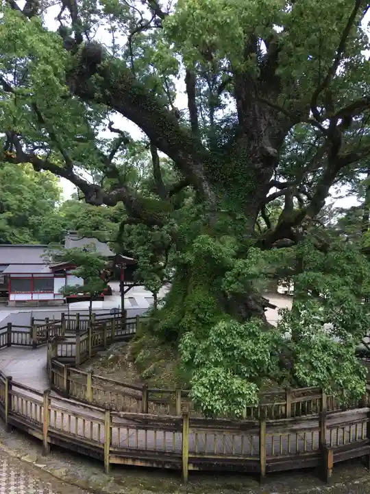 蒲生八幡神社の自然