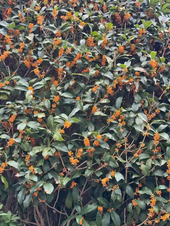 亀戸 香取神社(東京都)
