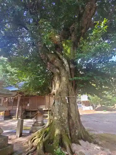 稲田神社の自然