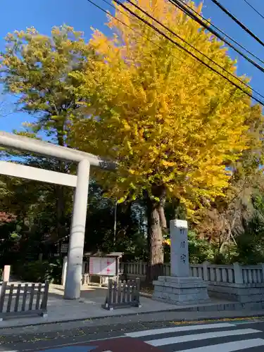 阿佐ヶ谷神明宮の自然