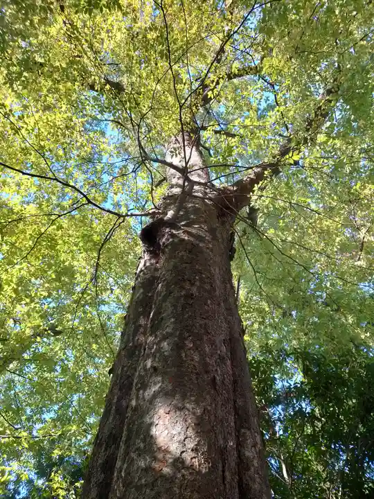 柞祖霊社の自然