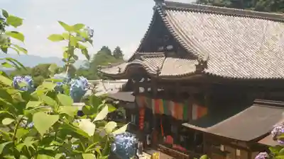 岡寺(龍蓋寺)(奈良県)
