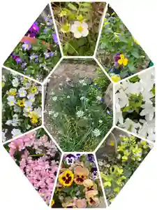 岡部春日神社~👹鬼門よけの🌺花咲く🌺やしろ~(福島県)(2024年05月07日(火) 19時37分23秒投稿)