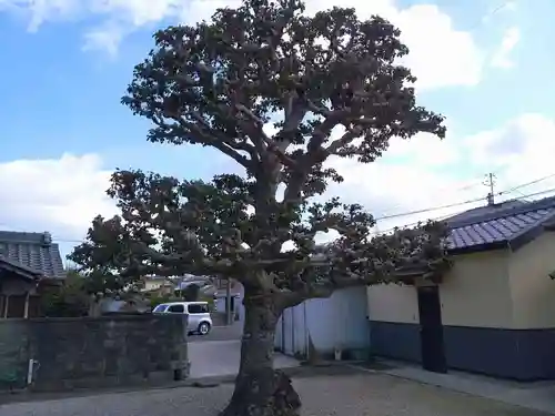 桃林山 清凉寺の自然