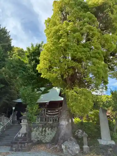 素鵞神社の{uncategorized: "未分類", other: "その他", undefined: "問題あり", building: "その他建物", grave: "お墓", sacred_gate: "鳥居", guardian: "狛犬", statue: "像", buddha: "仏像", history: "歴史", nature: "自然", garden: "庭園", animal: "動物", pagoda: "塔", temizu: "手水舎", mountain_gate: "山門・神門", sanctuary: "本殿・本堂", subordinate: "末社・摂社", art: "芸術", scenery: "景色", jizo: "地蔵", ema: "絵馬", goshuin: "御朱印", omikuji: "おみくじ", items: "授与品その他", amulet: "お守り", goshuincho: "御朱印帳", eats: "食事", festival: "お祭り", votive_dance: "神楽", shichigosan: "七五三参", wedding: "結婚式", experience: "体験その他", initially: "初詣", around: "周辺", anti_infection: "感染症対策"}