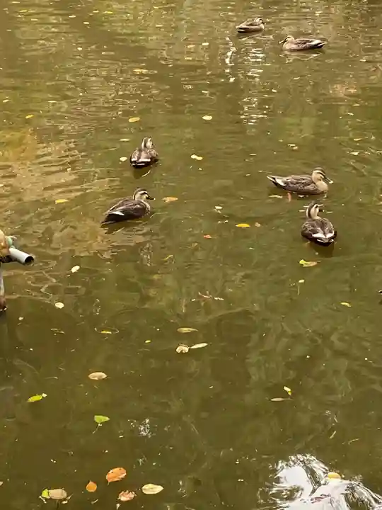 間々田八幡宮の動物
