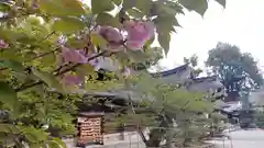 今宮神社の自然