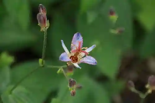 豊景神社の自然