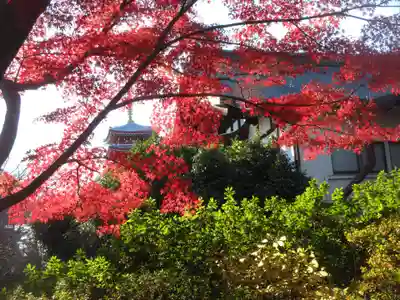本土寺(千葉県)