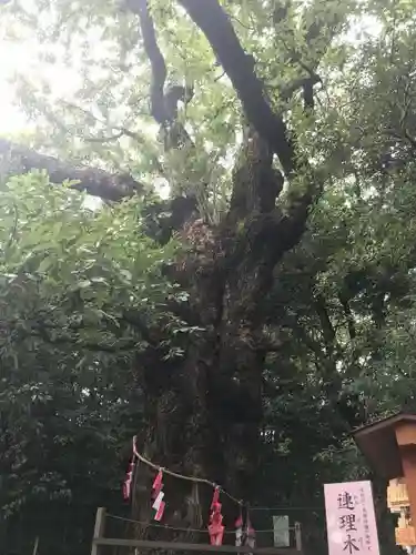 城山八幡宮の自然