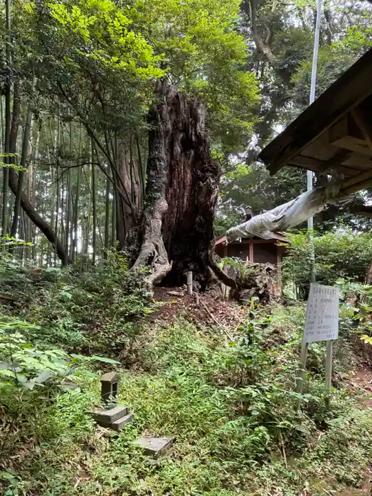熊野神社(千葉県)