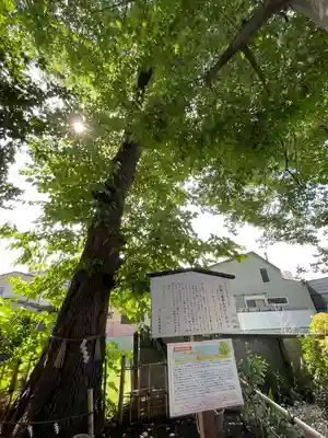 戸越八幡神社(東京都)