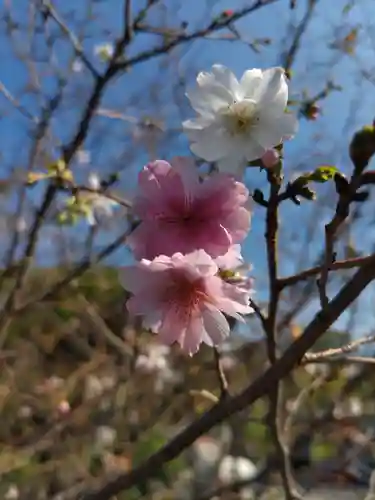 寛永寺不忍池弁天堂の庭園