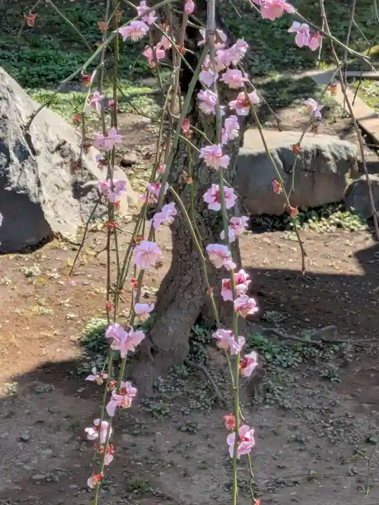 新井薬師(梅照院)(東京都)