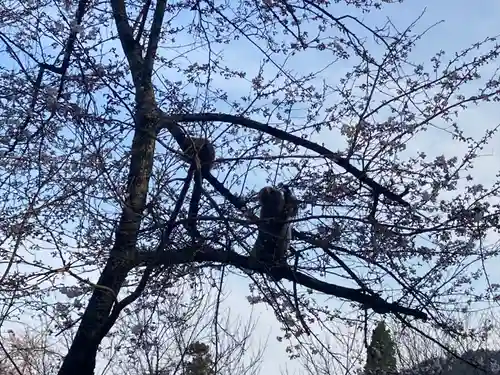 有明山神社の動物