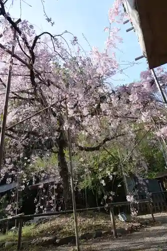 平野神社の庭園