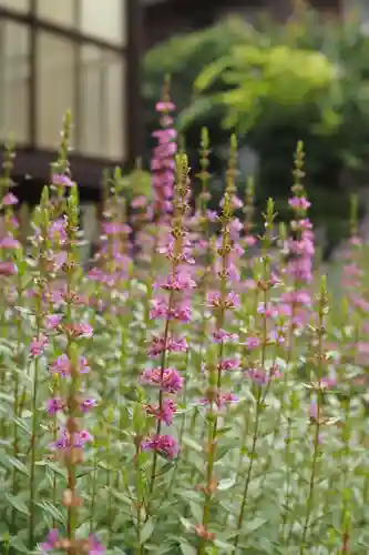 天王山 安楽寺(福井県)