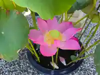 法善寺(和歌山県)